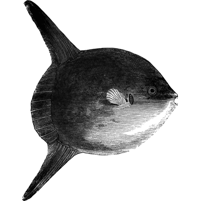 McKenzie-Pacocha profile image